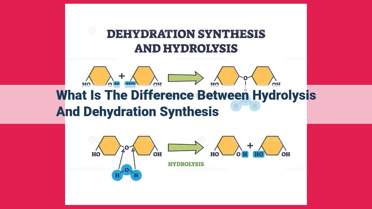 what is the difference between hydrolysis and dehydration synthesis