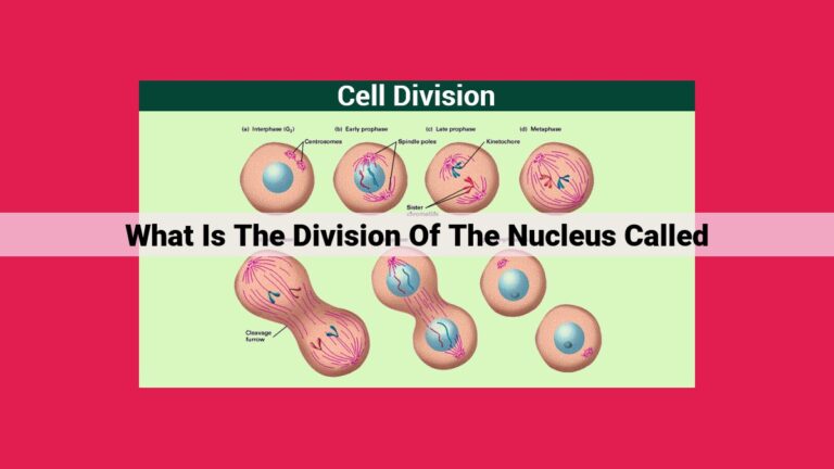 what is the division of the nucleus called