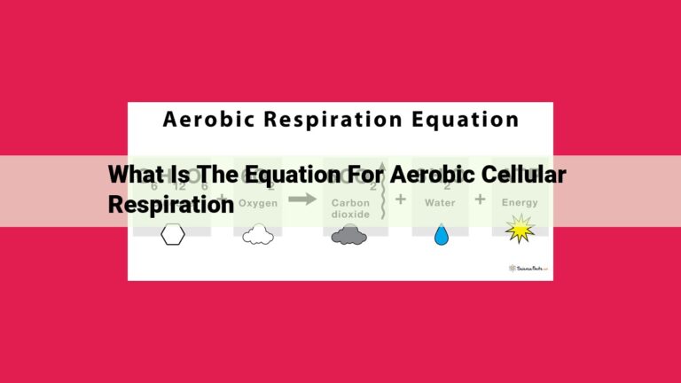 what is the equation for aerobic cellular respiration