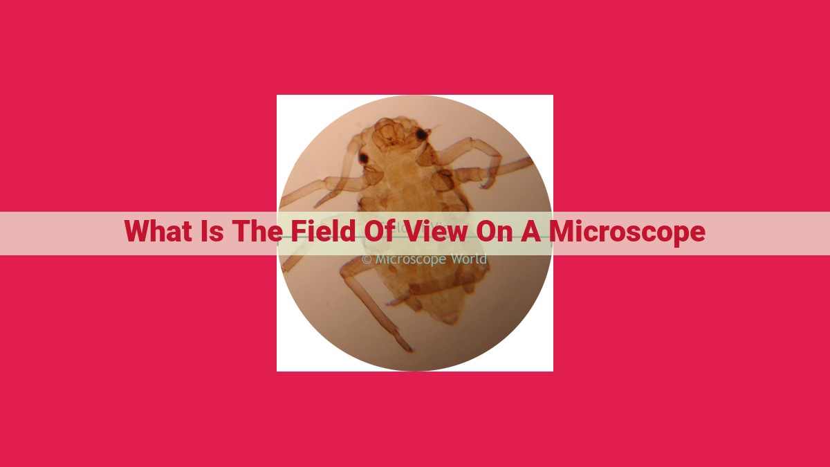 what is the field of view on a microscope