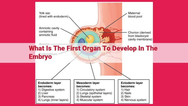 what is the first organ to develop in the embryo