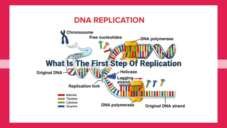 what is the first step of replication