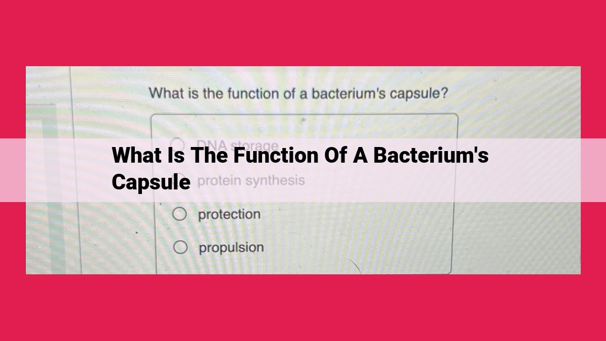 what is the function of a bacterium's capsule