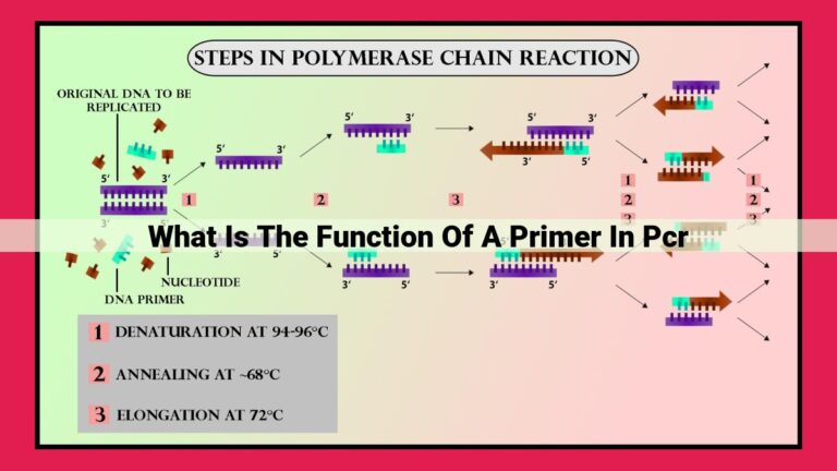 what is the function of a primer in pcr