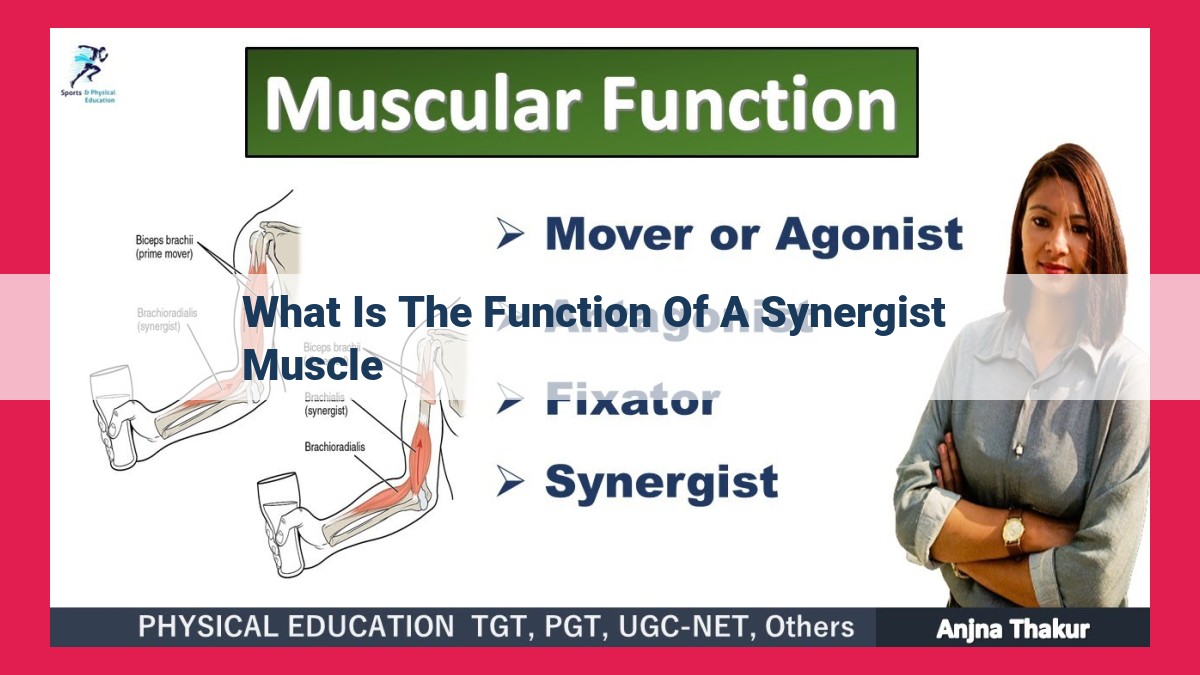 what is the function of a synergist muscle