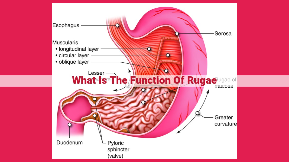 what is the function of rugae