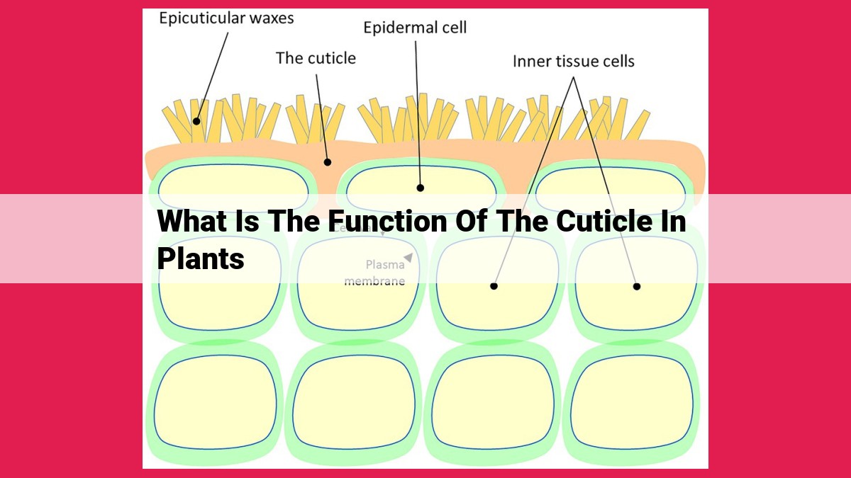 what is the function of the cuticle in plants