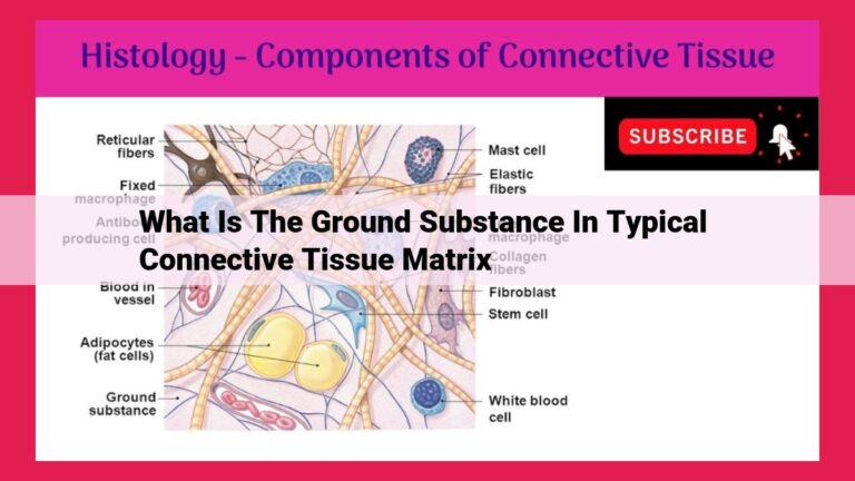 what is the ground substance in typical connective tissue matrix