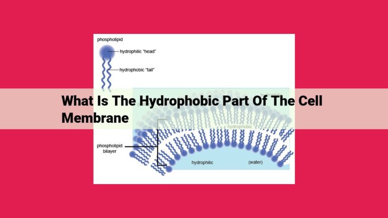 what is the hydrophobic part of the cell membrane