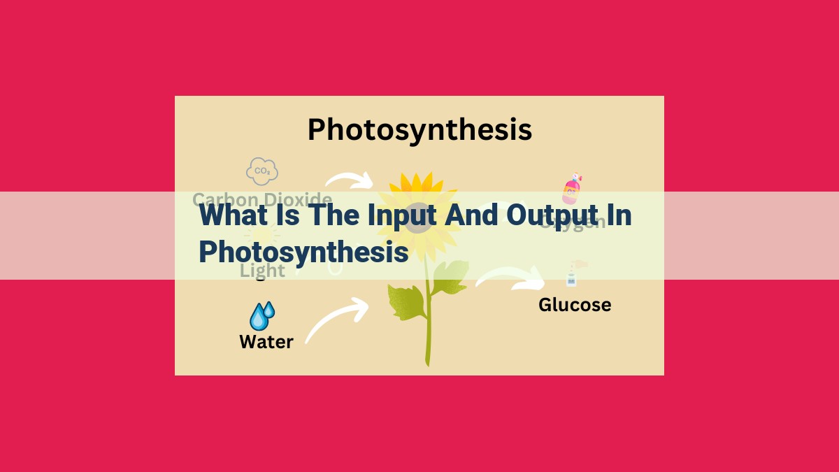 what is the input and output in photosynthesis