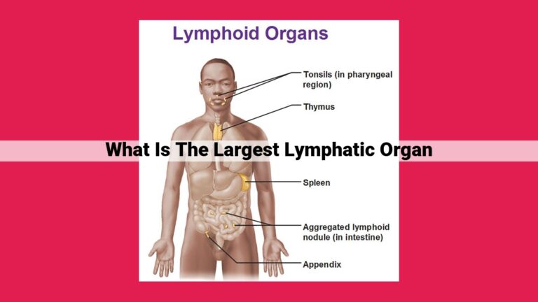 what is the largest lymphatic organ