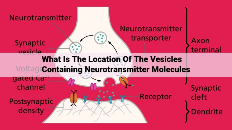 what is the location of the vesicles containing neurotransmitter molecules