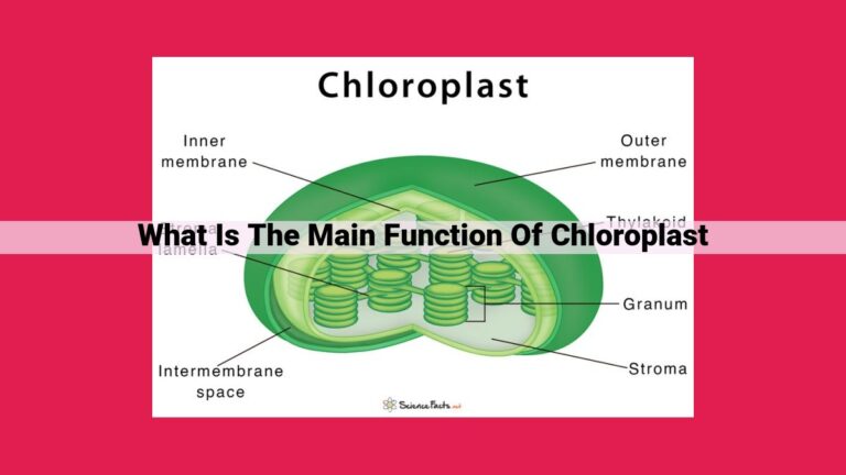 what is the main function of chloroplast