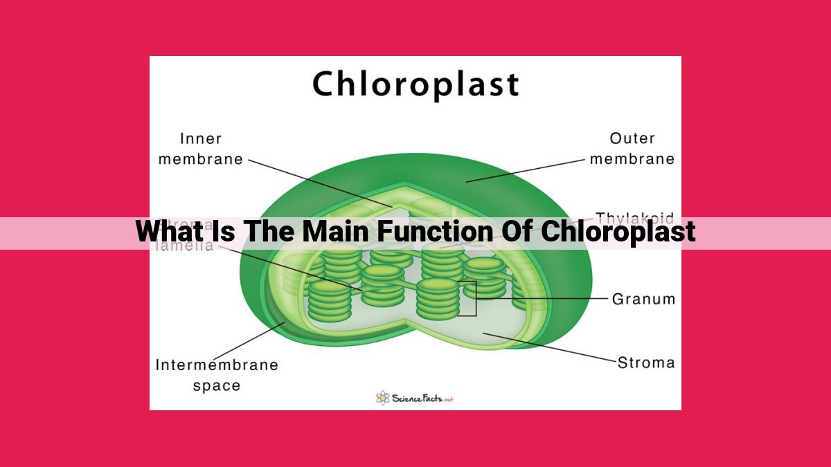 what is the main function of chloroplast