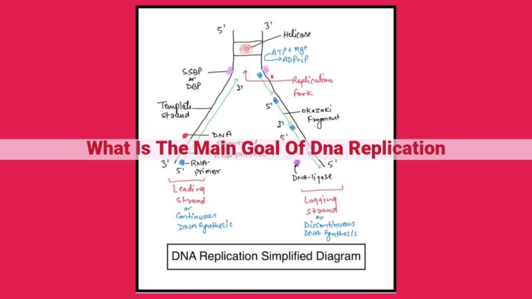 what is the main goal of dna replication