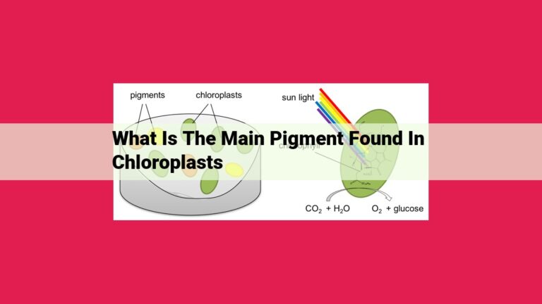 what is the main pigment found in chloroplasts