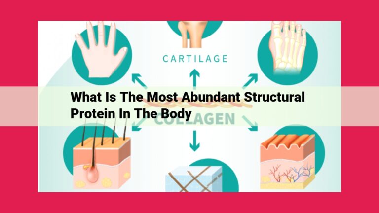 what is the most abundant structural protein in the body