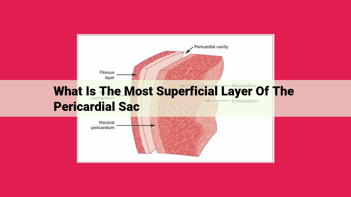 what is the most superficial layer of the pericardial sac