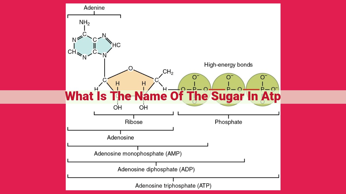 what is the name of the sugar in atp