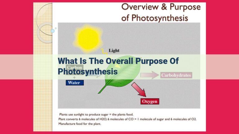 what is the overall purpose of photosynthesis