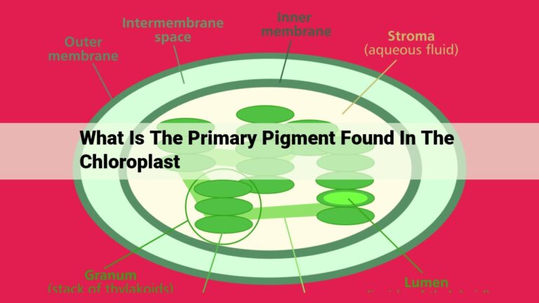 what is the primary pigment found in the chloroplast