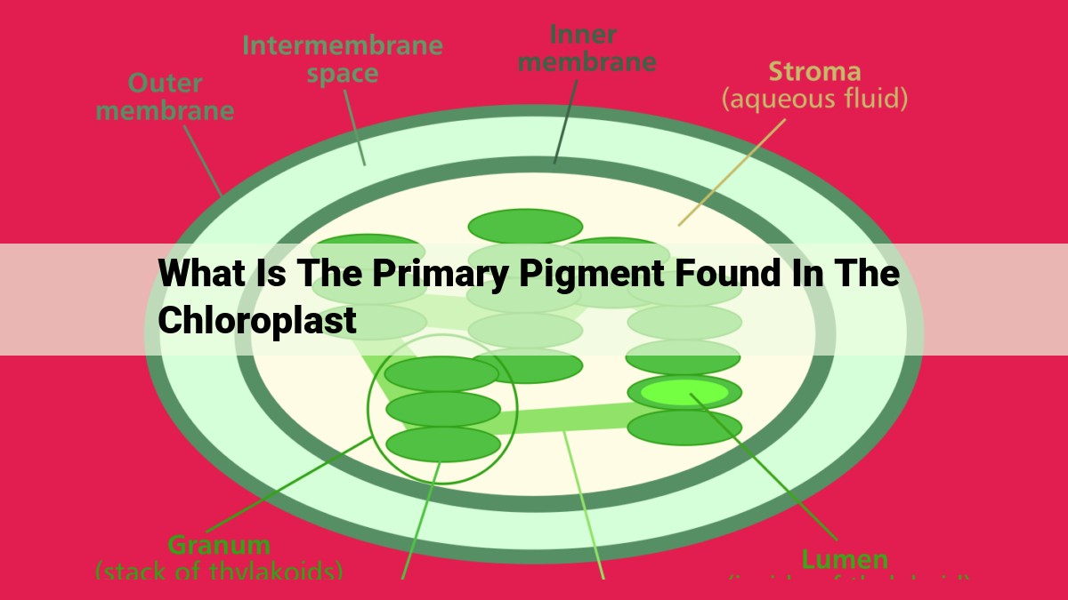 what is the primary pigment found in the chloroplast