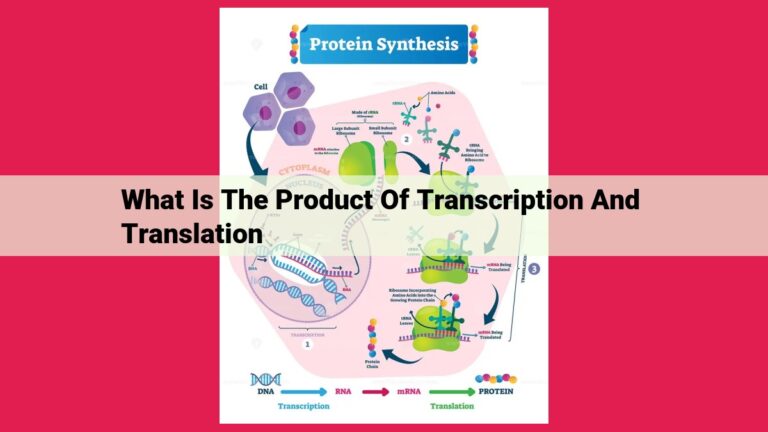 what is the product of transcription and translation