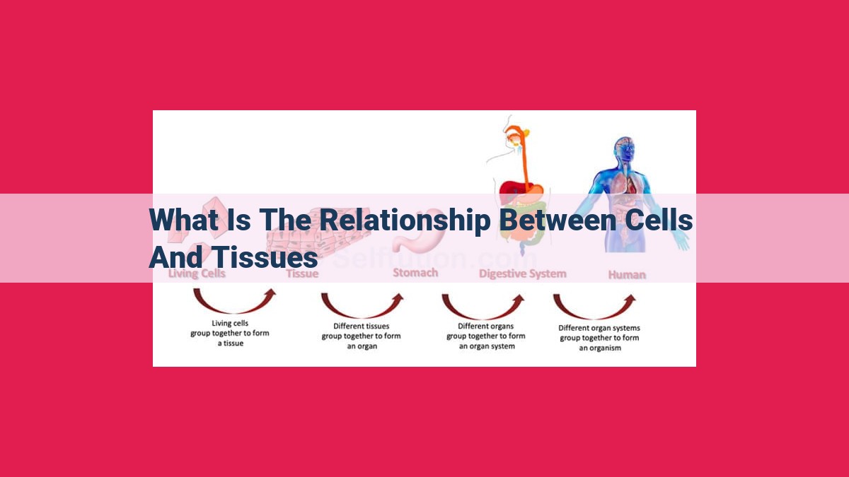 what is the relationship between cells and tissues