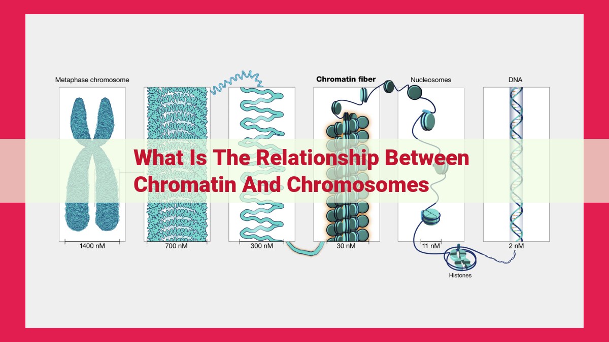 what is the relationship between chromatin and chromosomes