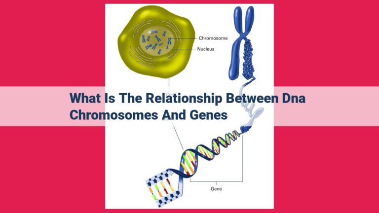 what is the relationship between dna chromosomes and genes