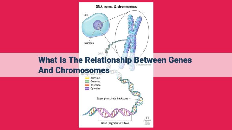 what is the relationship between genes and chromosomes