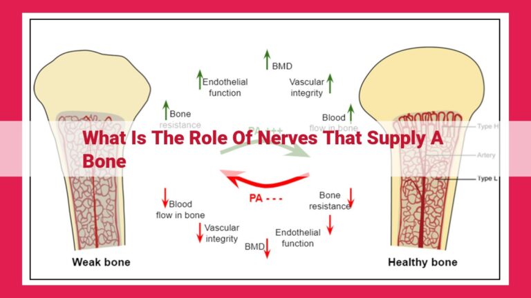 what is the role of nerves that supply a bone