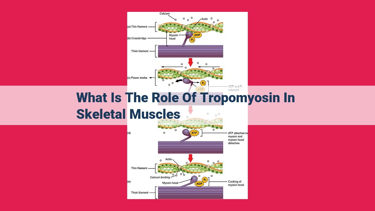 what is the role of tropomyosin in skeletal muscles