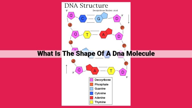 what is the shape of a dna molecule