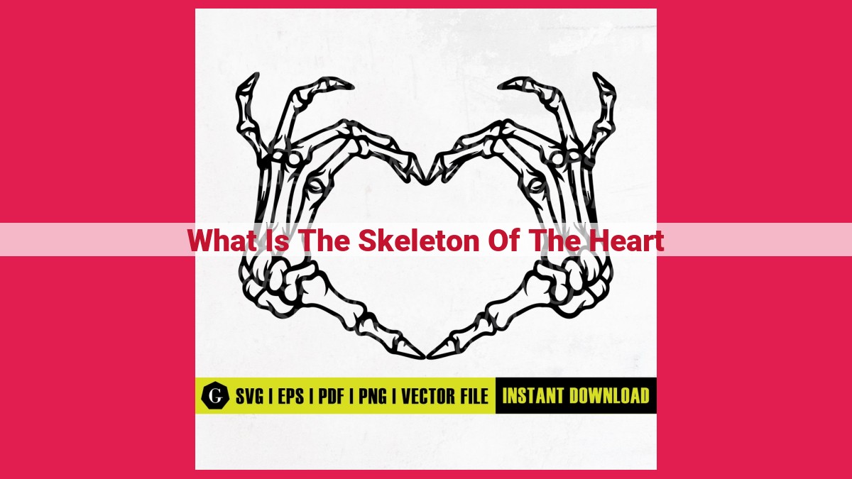 what is the skeleton of the heart