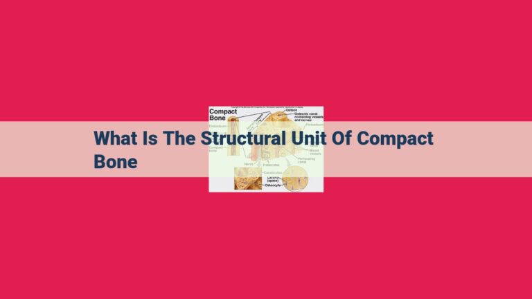 what is the structural unit of compact bone