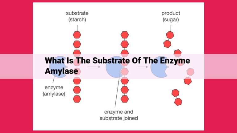 what is the substrate of the enzyme amylase