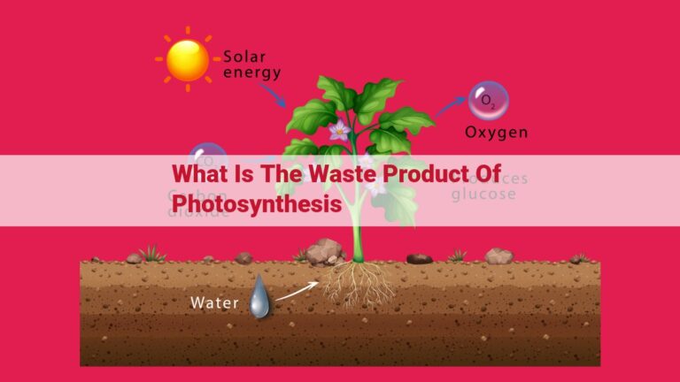 what is the waste product of photosynthesis