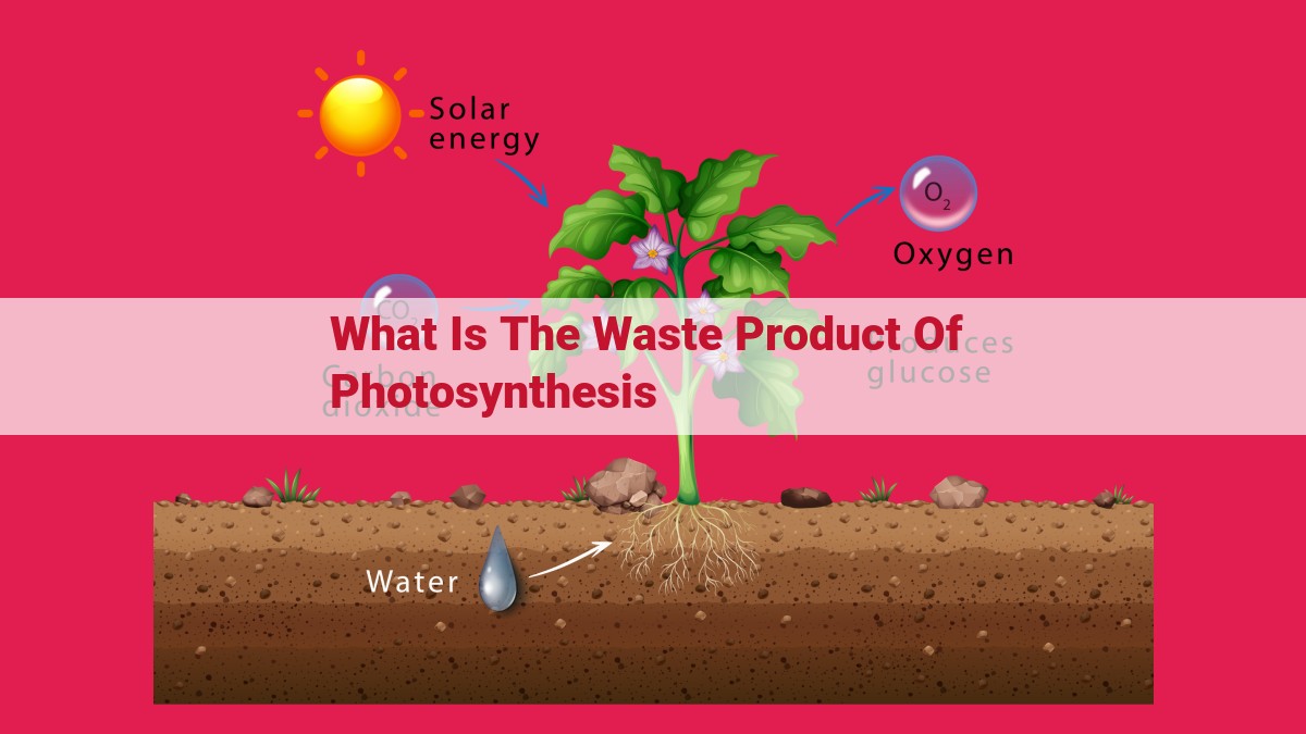 what is the waste product of photosynthesis