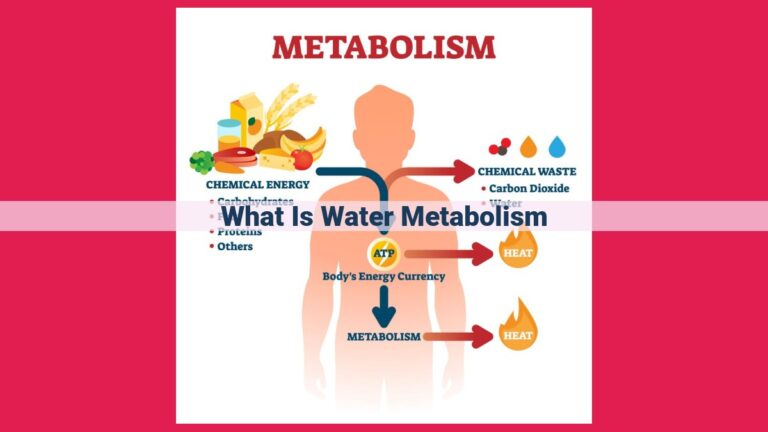 what is water metabolism