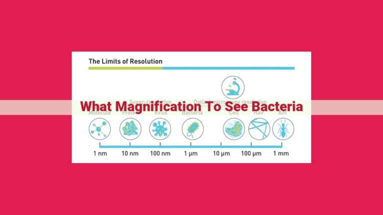 what magnification to see bacteria