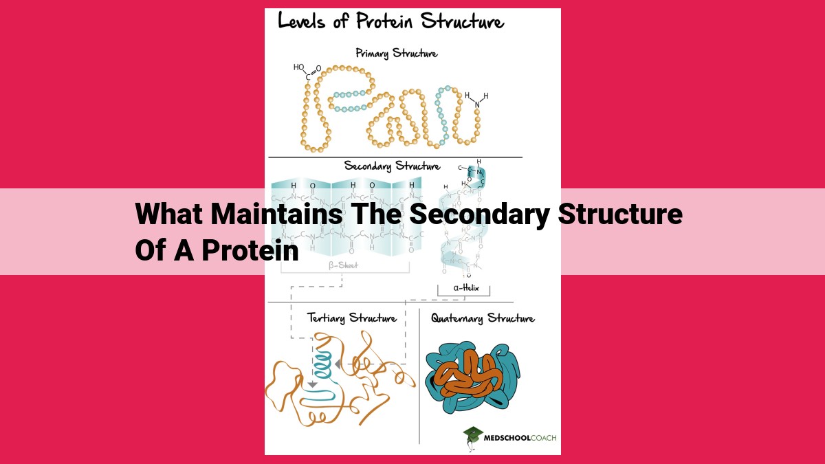 what maintains the secondary structure of a protein