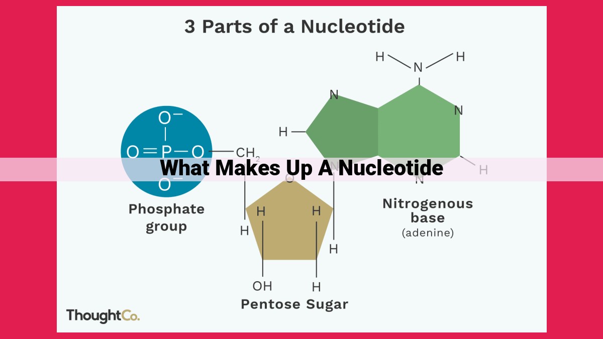 what makes up a nucleotide