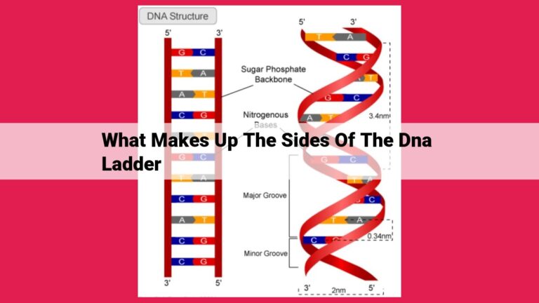 what makes up the sides of the dna ladder