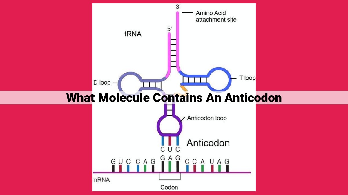 what molecule contains an anticodon