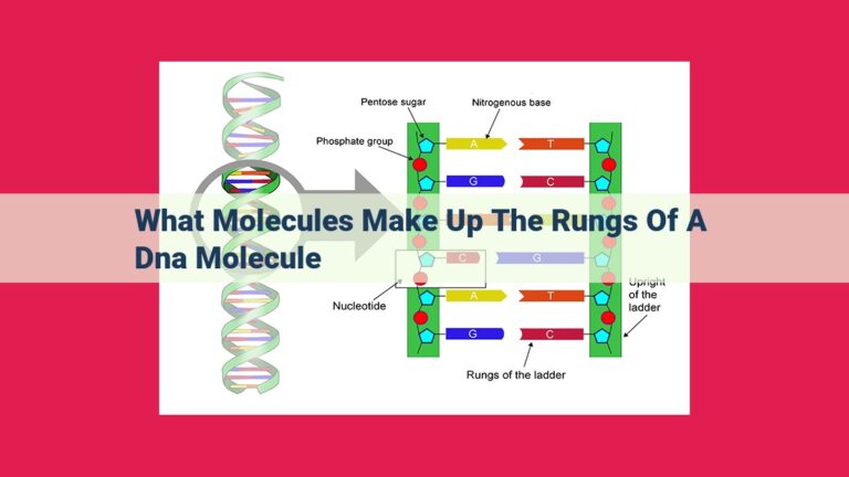 what molecules make up the rungs of a dna molecule