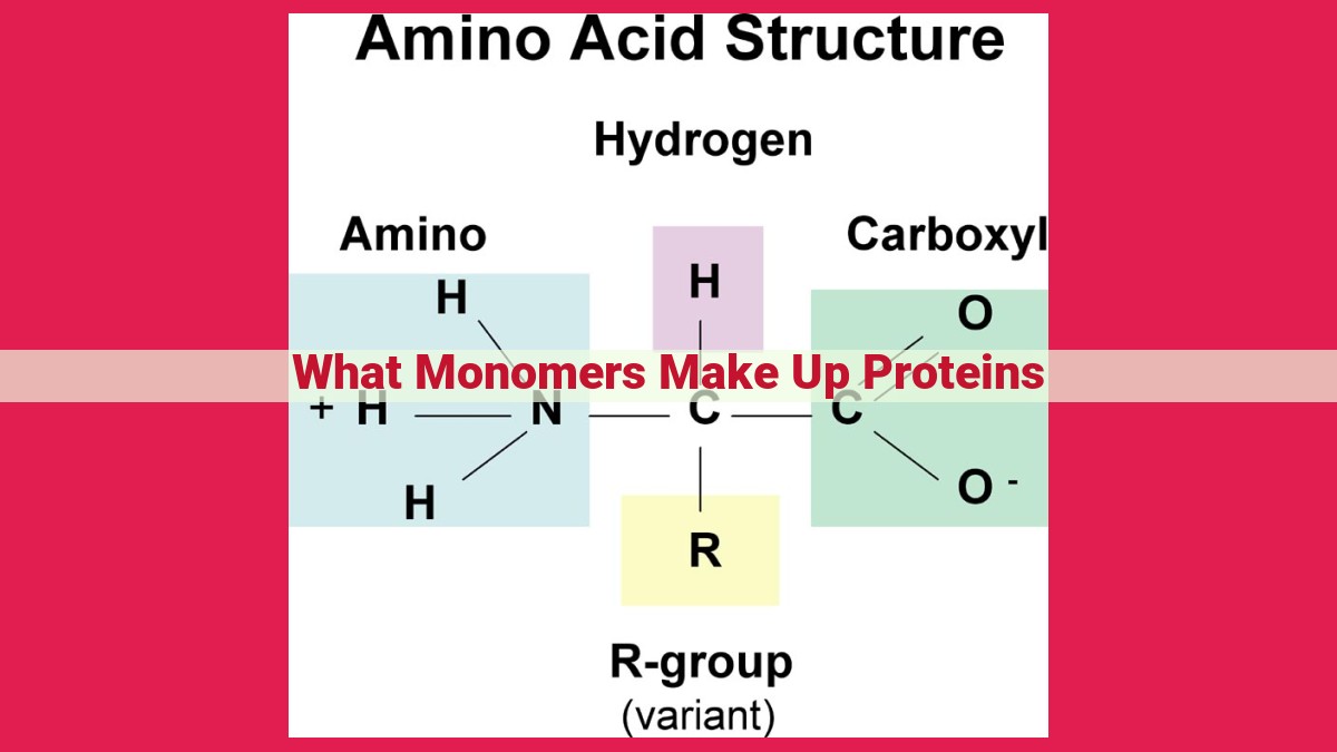 what monomers make up proteins