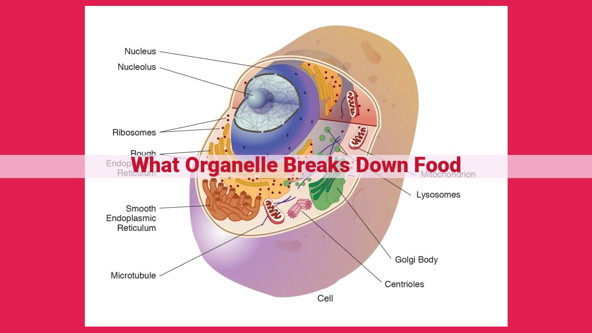 what organelle breaks down food