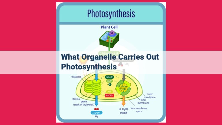 what organelle carries out photosynthesis