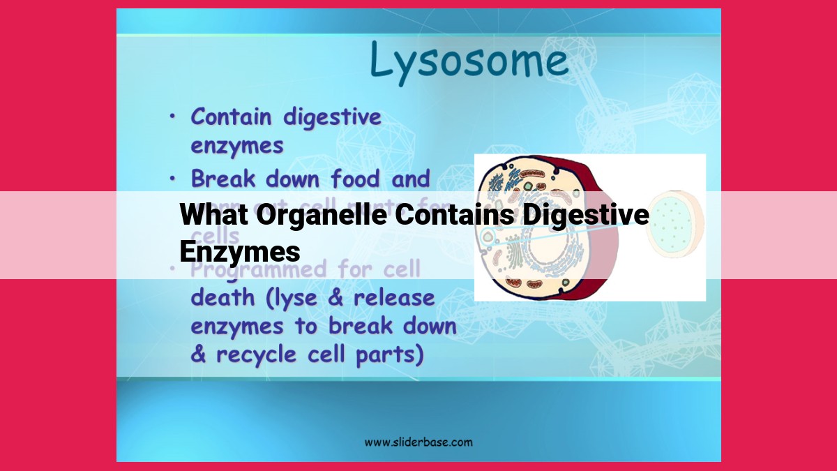 what organelle contains digestive enzymes